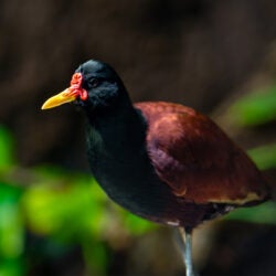 Wattled Jacana 1