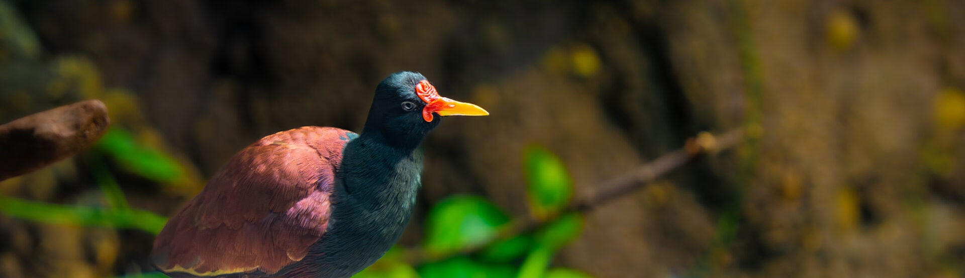 Wattled Jacana 2
