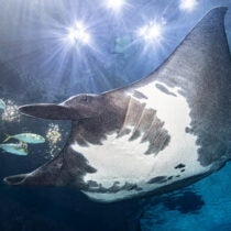 A New Manta Ray Species Discovered with Help from Georgia Aquarium