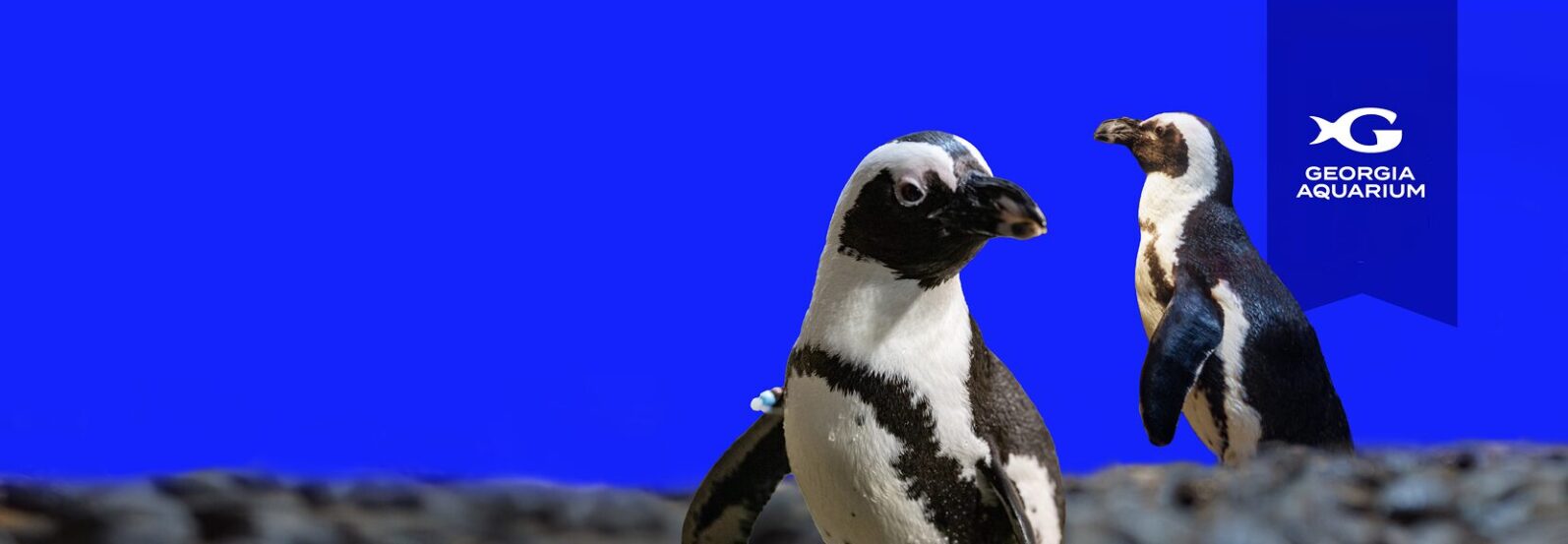 $20 Tuesday Tickets for a limited time 6