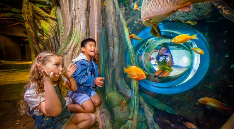 3 kids looking into fish habitat making funny spaces