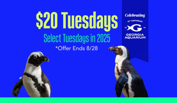 Buy Online and Save | Visit Today | Georgia Aquarium | Located in Downtown Atlanta, Georgia 67