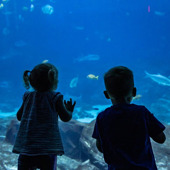 Free Kids Visit With General Admission Purchase 1