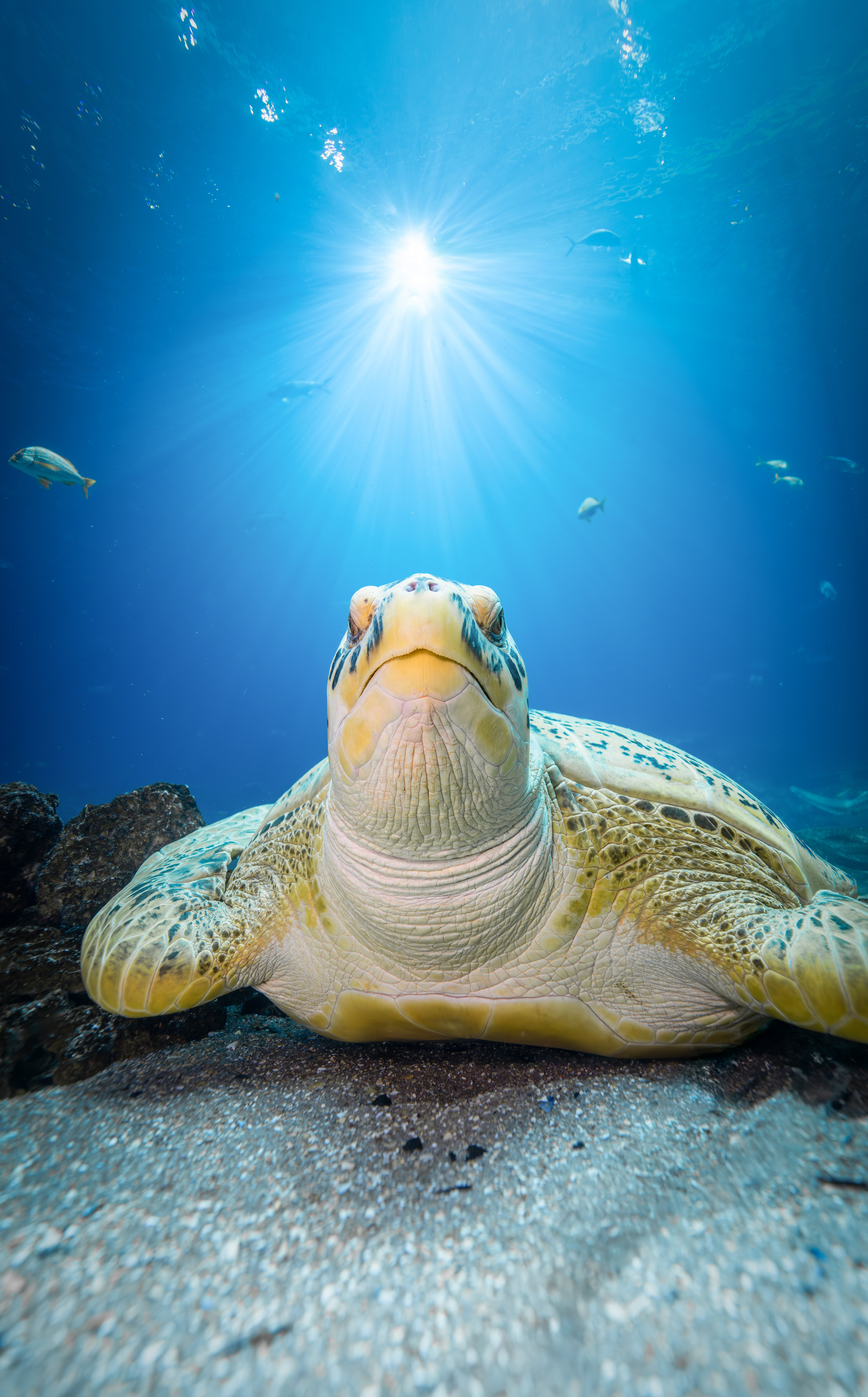 Kids Free Ticket Deal This September at Georgia Aquarium!