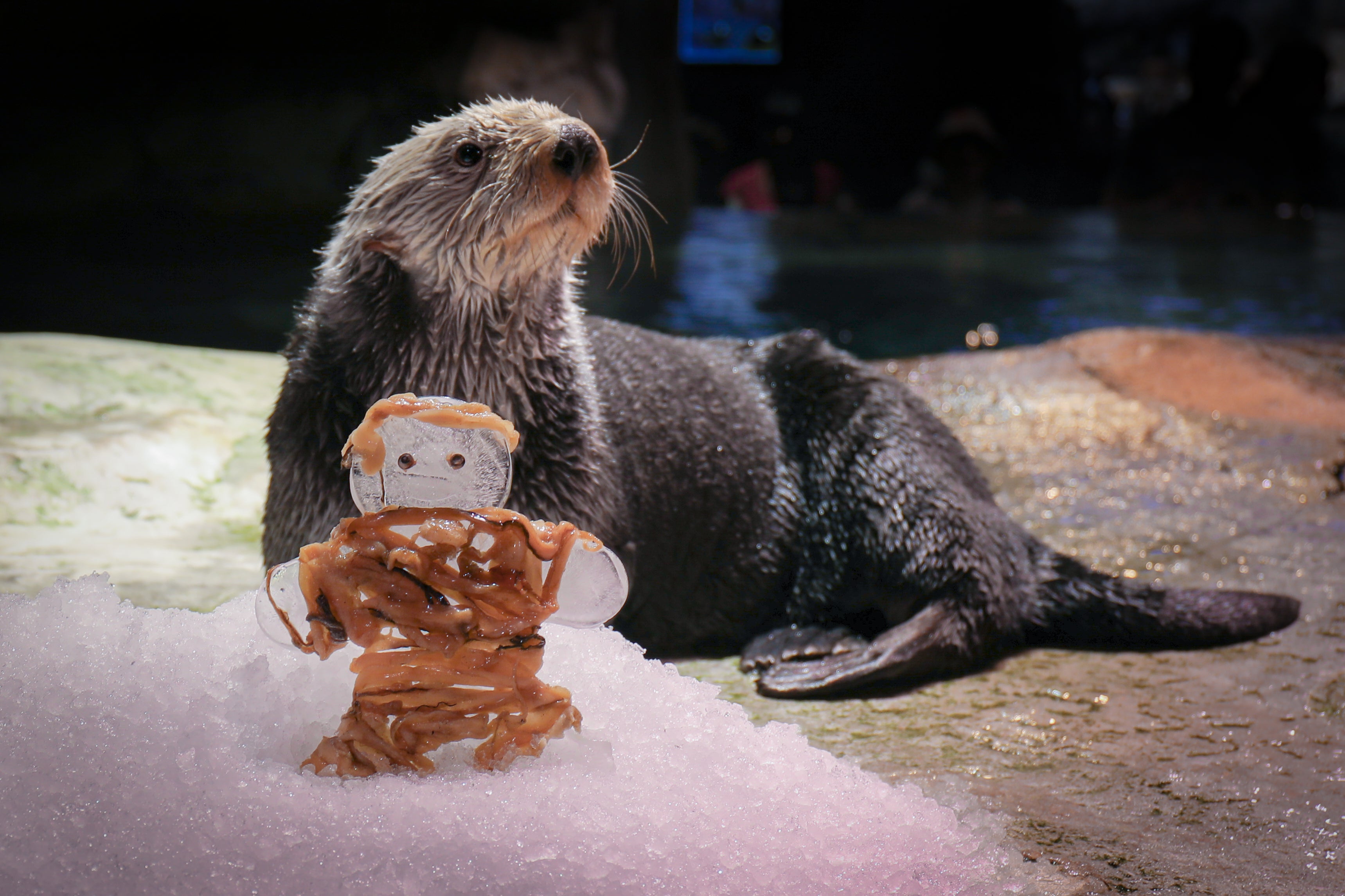 A Smarter Way to Play: How Georgia Aquarium is Advancing Sea Otter Enrichment 1