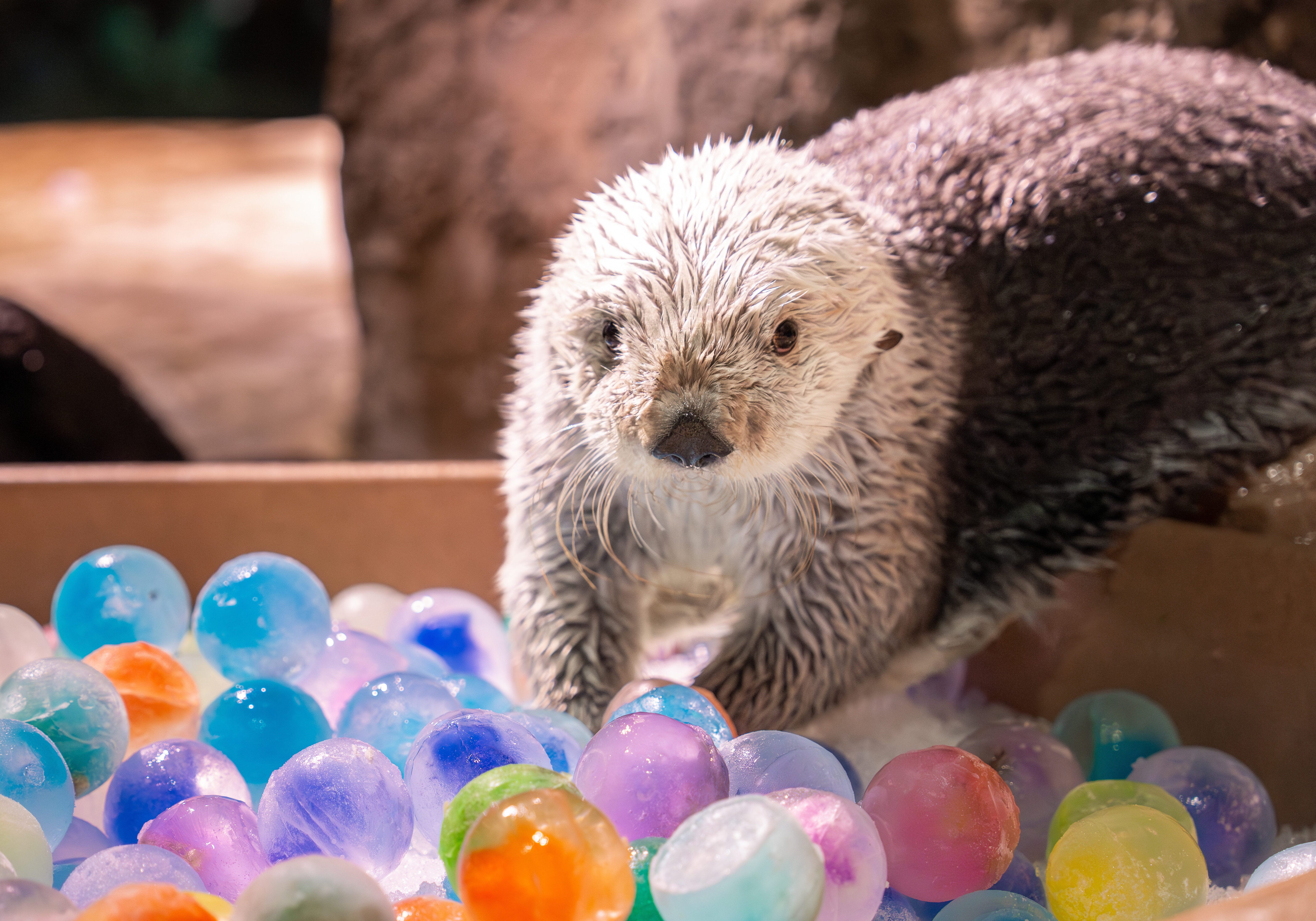 A Smarter Way to Play: How Georgia Aquarium is Advancing Sea Otter Enrichment 2
