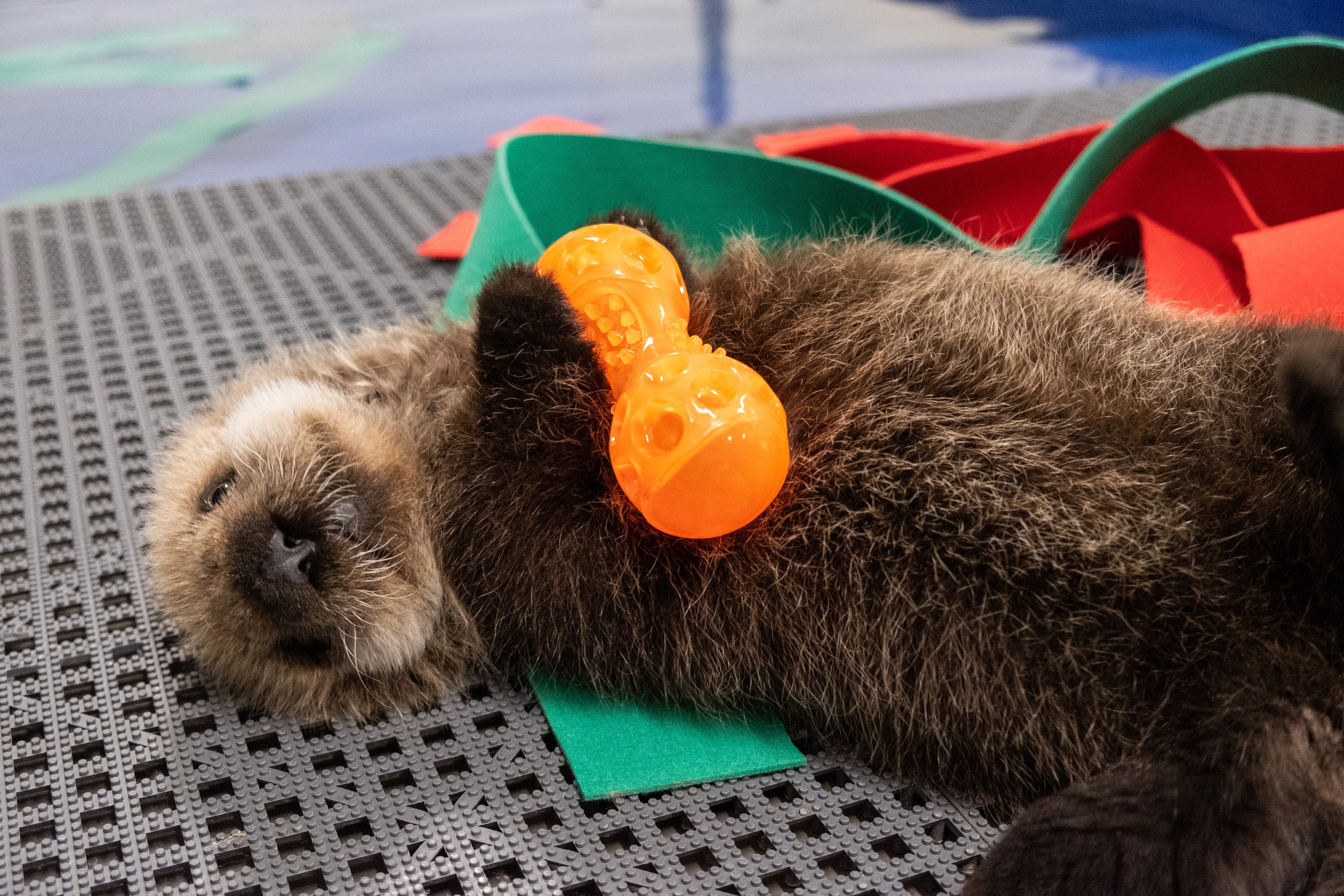 A Smarter Way to Play: How Georgia Aquarium is Advancing Sea Otter Enrichment 7