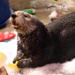 A Smarter Way to Play: How Georgia Aquarium is Advancing Sea Otter Enrichment 9