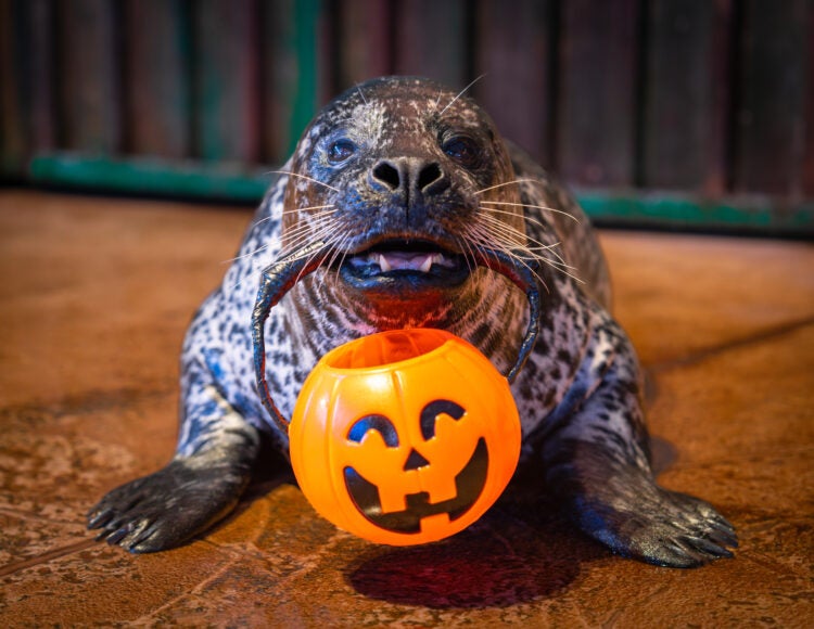 Georgia Aquarium’s Haunted Seas Returns This October!