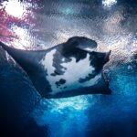 Veterinary Externship Program 2