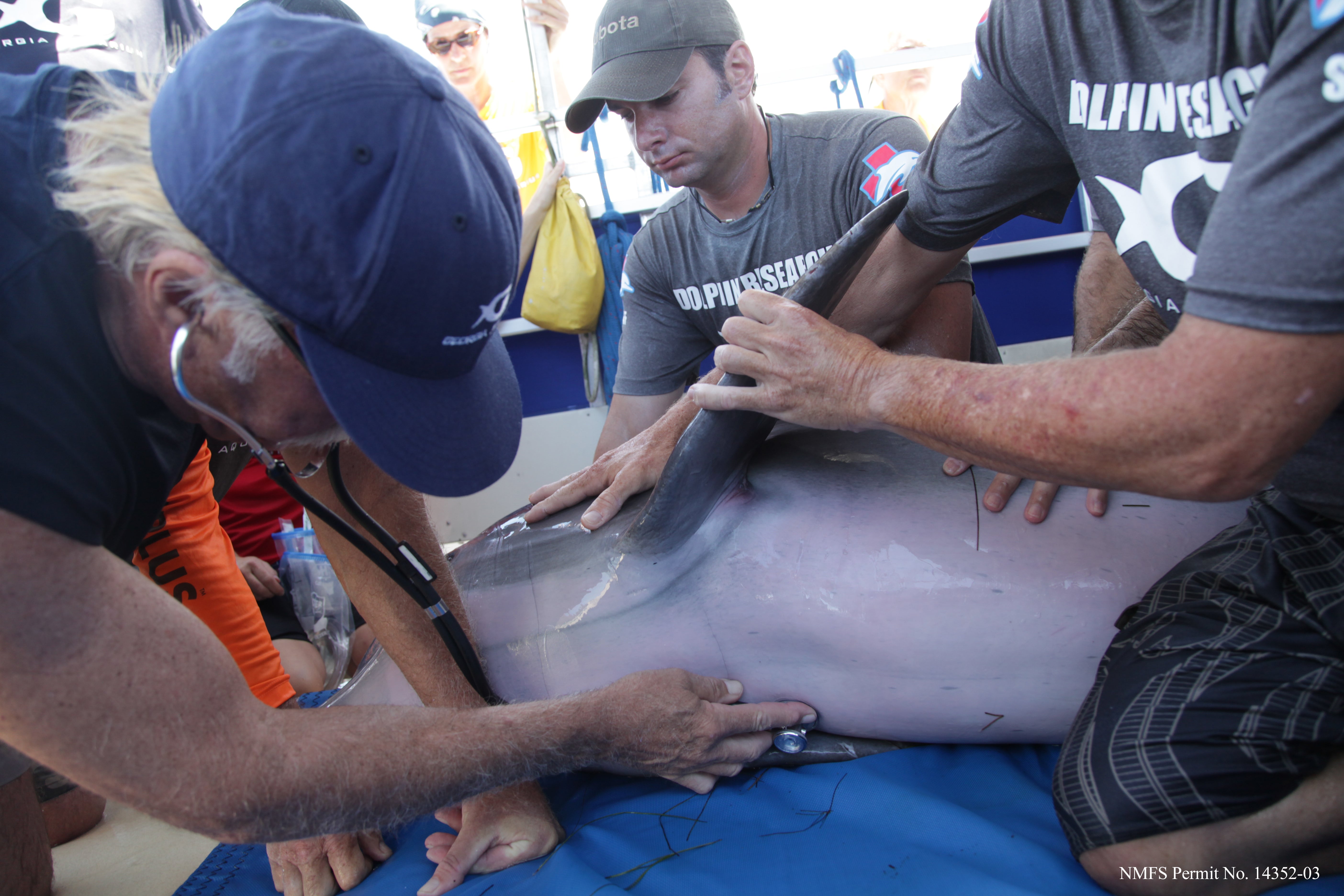 Protecting Dolphins and Our Ocean 1