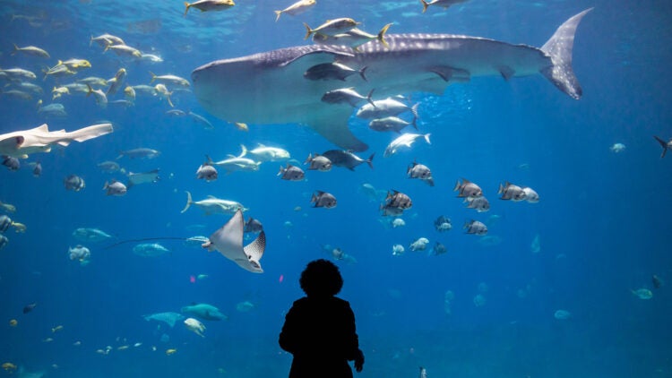 Support Georgia Aquarium 22