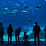 Support Georgia Aquarium 24
