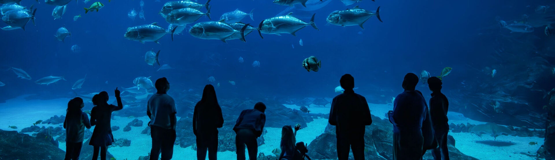 Support Georgia Aquarium 24