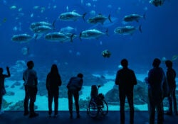 Support Georgia Aquarium 24