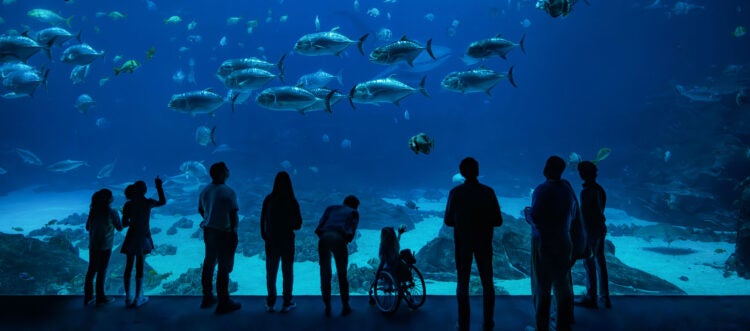 Support Georgia Aquarium 24