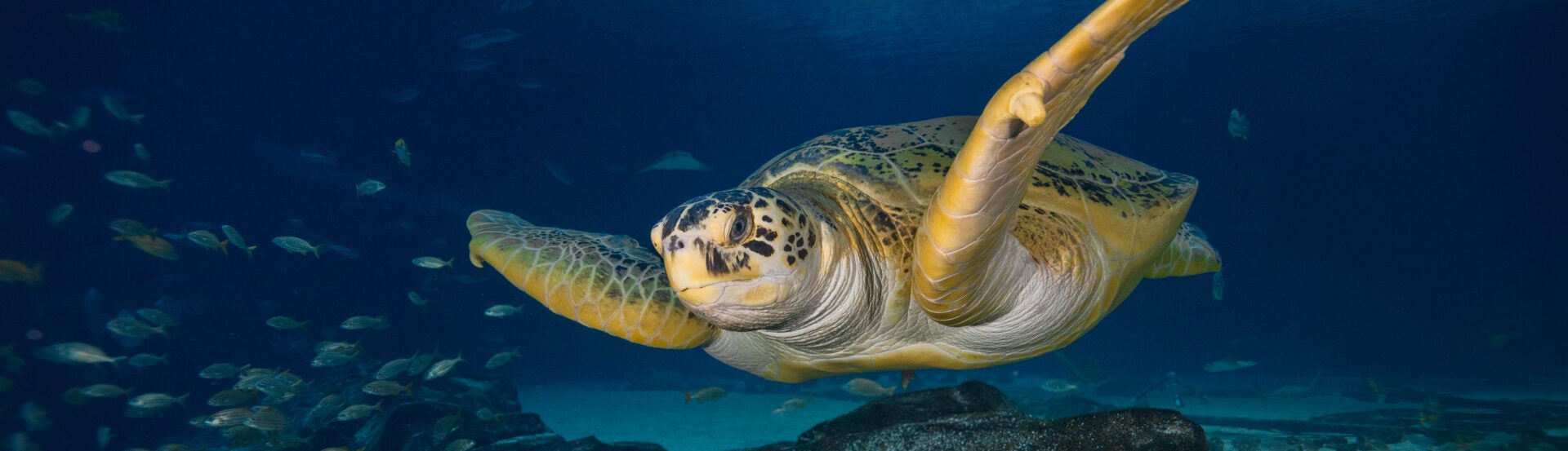 Conservation Works When We Work Together: Turtles Prove It. Now It’s the Arctic’s Turn
