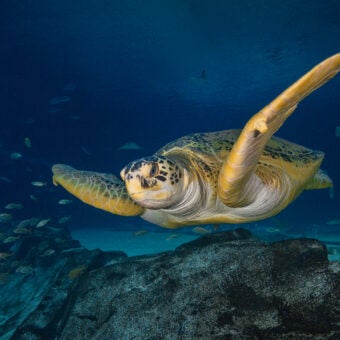 Conservation Works When We Work Together: Turtles Prove It. Now It’s the Arctic’s Turn
