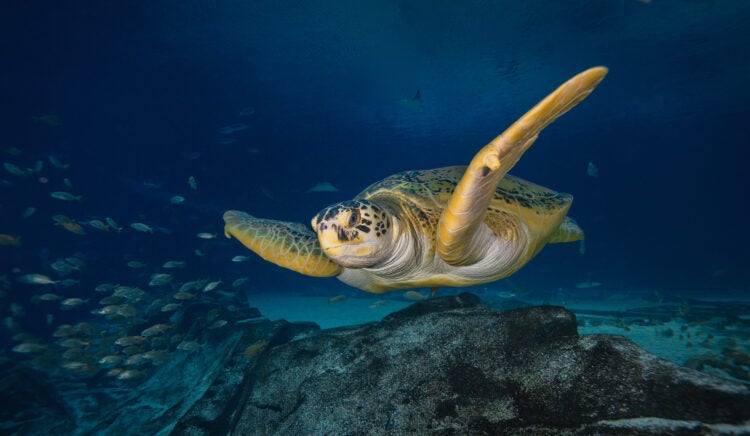 Conservation Works When We Work Together: Turtles Prove It. Now It’s the Arctic’s Turn