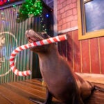 Experience the Magic of the Holidays at Georgia Aquarium 38