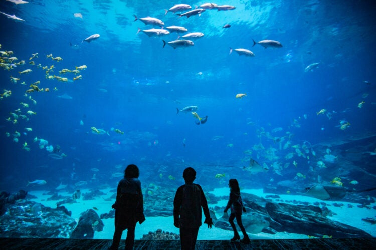 Big Window to Big Screen