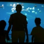 Big Window to Big Screen 9