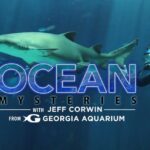 Big Window to Big Screen 11