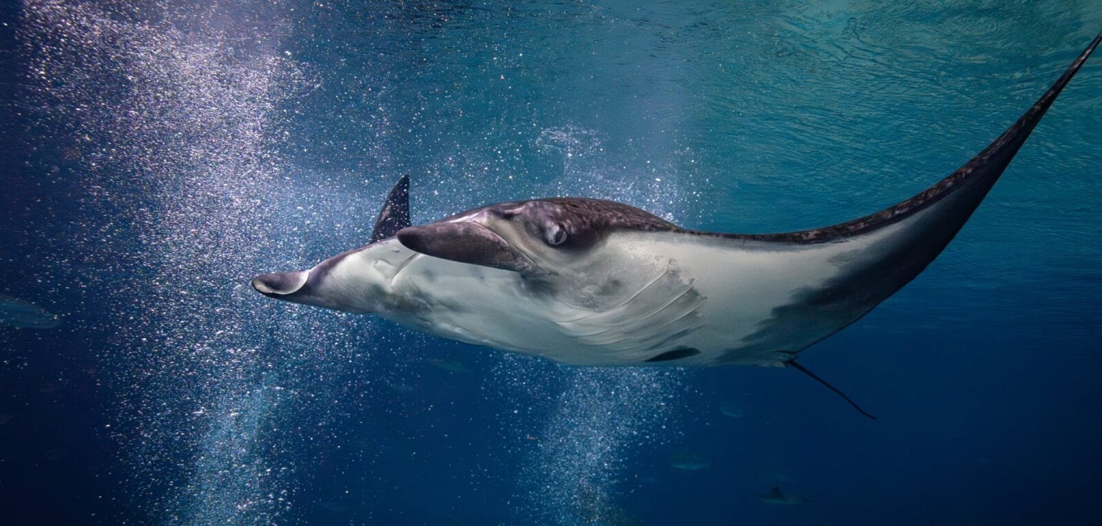 Georgia Aquarium Explorer App 7