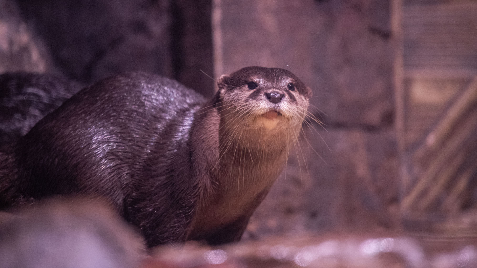 Sea Otter Feed and Keeper Talk
