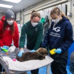 Behind the Scenes of Sea Otter Pup Rehabilitation: A Coast-to-Coast Collaboration 1