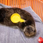 Behind the Scenes of Sea Otter Pup Rehabilitation: A Coast-to-Coast Collaboration 3