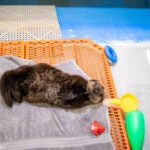 Behind the Scenes of Sea Otter Pup Rehabilitation: A Coast-to-Coast Collaboration 4
