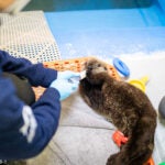 Behind the Scenes of Sea Otter Pup Rehabilitation: A Coast-to-Coast Collaboration 5