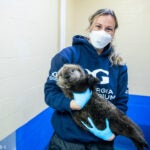 Behind the Scenes of Sea Otter Pup Rehabilitation: A Coast-to-Coast Collaboration 6