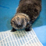 Behind the Scenes of Sea Otter Pup Rehabilitation: A Coast-to-Coast Collaboration 7