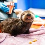 Behind the Scenes of Sea Otter Pup Rehabilitation: A Coast-to-Coast Collaboration 8