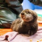 Behind the Scenes of Sea Otter Pup Rehabilitation: A Coast-to-Coast Collaboration 9