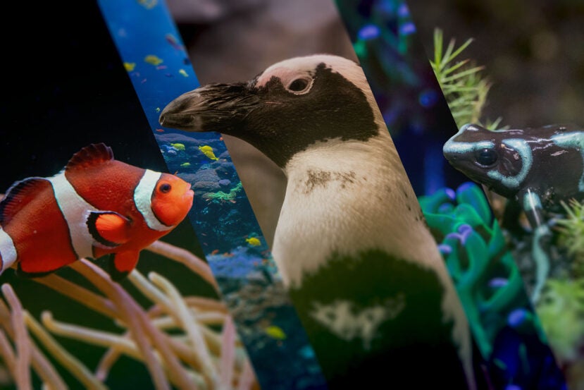 Summer Camp H2O July 27–July 31 1