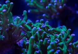 Blue and green Coral