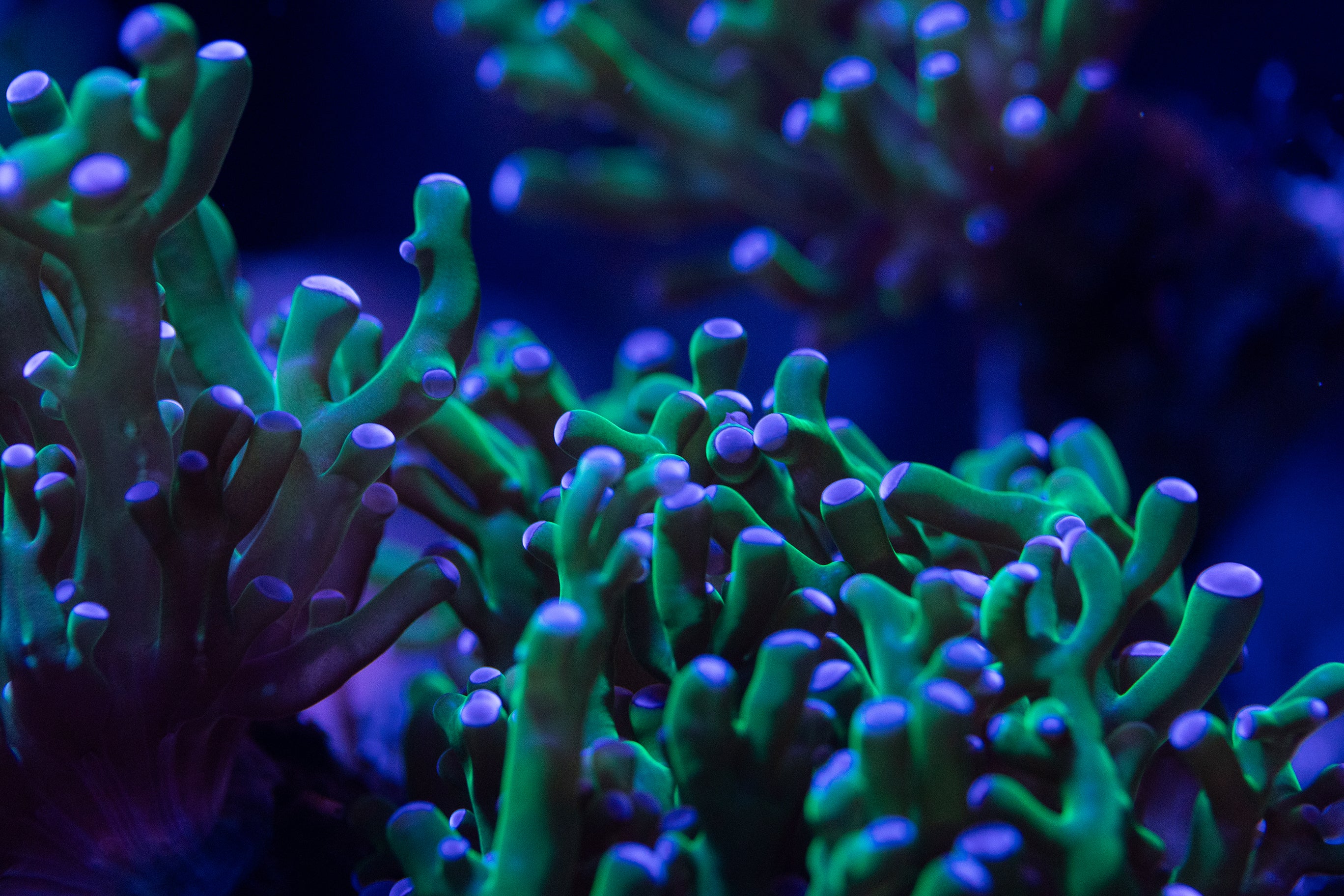 Close-up of blue and green coral