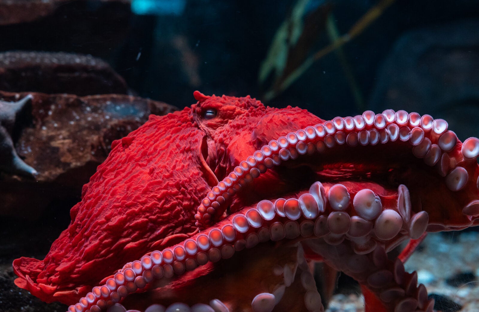 Georgia Aquarium Membership 20