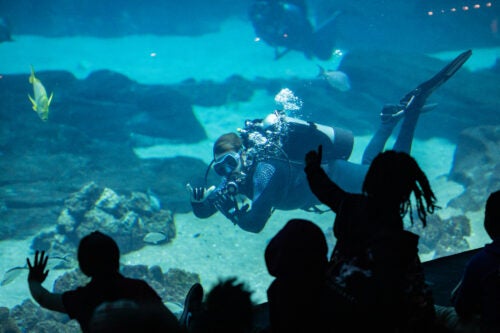 Georgia Aquarium Membership 21