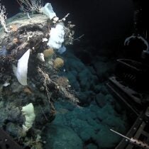 NOAA Oasis of Life: Seamounts and Deep-Sea Corals 2