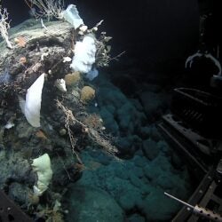 NOAA Oasis of Life: Seamounts and Deep-Sea Corals 2