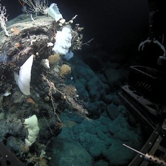 NOAA Oasis of Life: Seamounts and Deep-Sea Corals 2