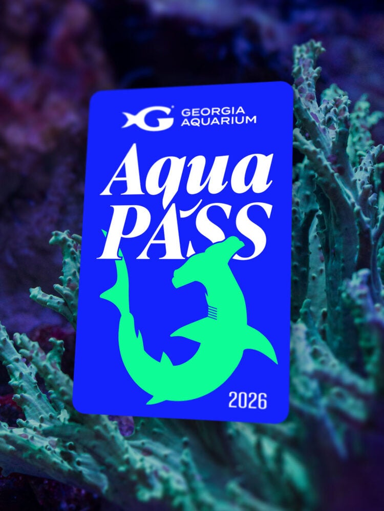 Buy Online and Save | Visit Today | Georgia Aquarium | Located in Downtown Atlanta, Georgia 95