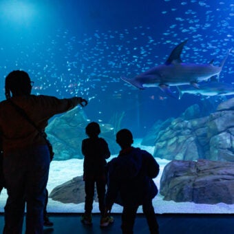 Family-Friendly Guide to February Winter Break