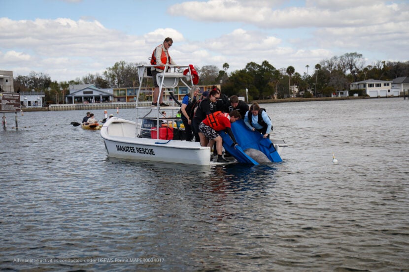 Manatee Rehabilitation: From Rescue to Release