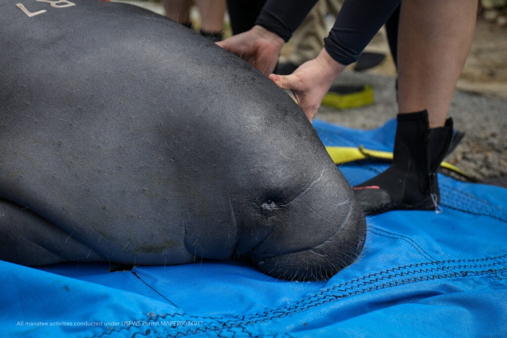 Manatee Rehabilitation: From Rescue to Release 1