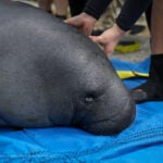 Manatee Rehabilitation: From Rescue to Release 1